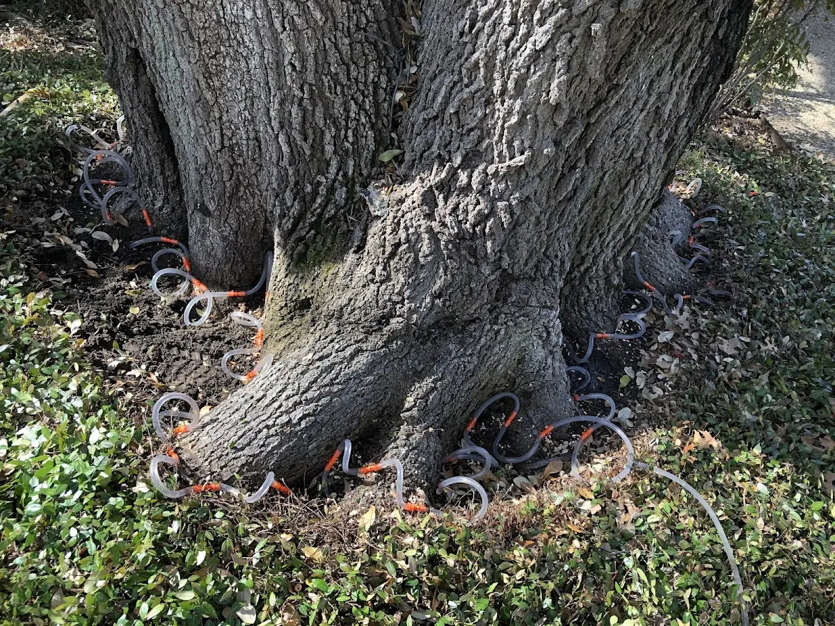 Detailed Tree Cabling and Bracing job site in Summerland Key