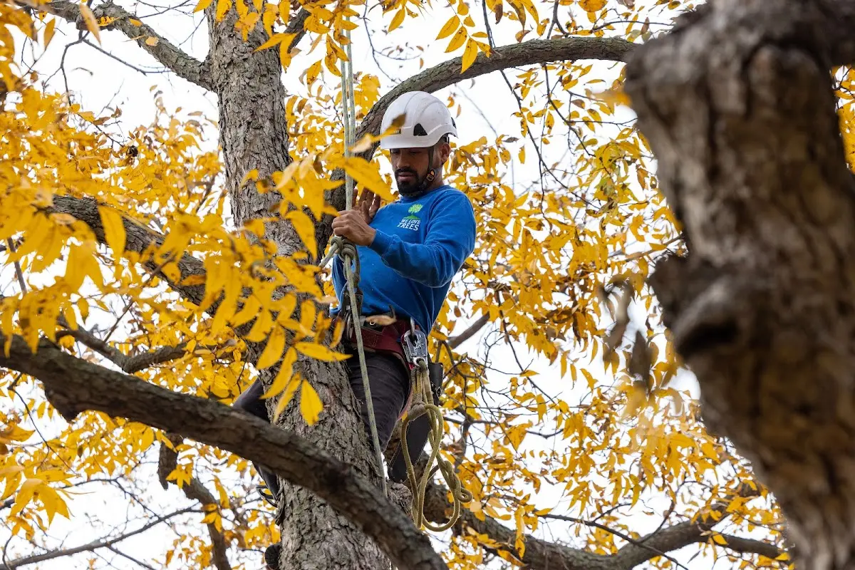 Skilled Tree Planing crew working in Summerland Key